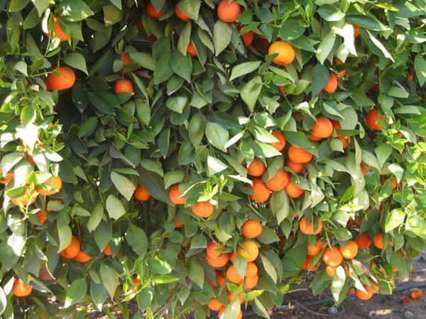 تصویر 3 از قیمت خرید نهال نارنج پیوندی با فروش عمده